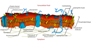 Read more about the article മരുന്നുകളുടെ പ്രിയപ്പെട്ട സബ് സെല്ലുലാർ വേട്ടകൾ പ്രവചിക്കാൻ മെഷീൻ ലേണിംഗ് സഹായിക്കുന്നു